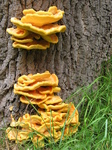 28110 Big Yellow Mushrooms on Tree - Sulfur Shelf (Laetiporus sulphureus).jpg